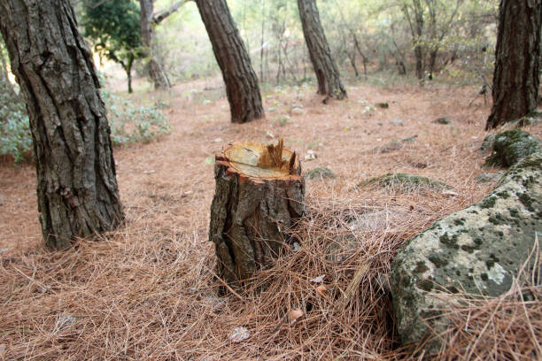 Best Root Management and Removal  in Hargill, TX